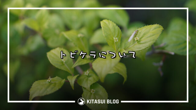 トビケラについて
